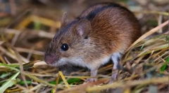 Миша розтягується